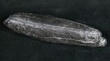 Fossil Sperm Whale Tooth #10087-1
